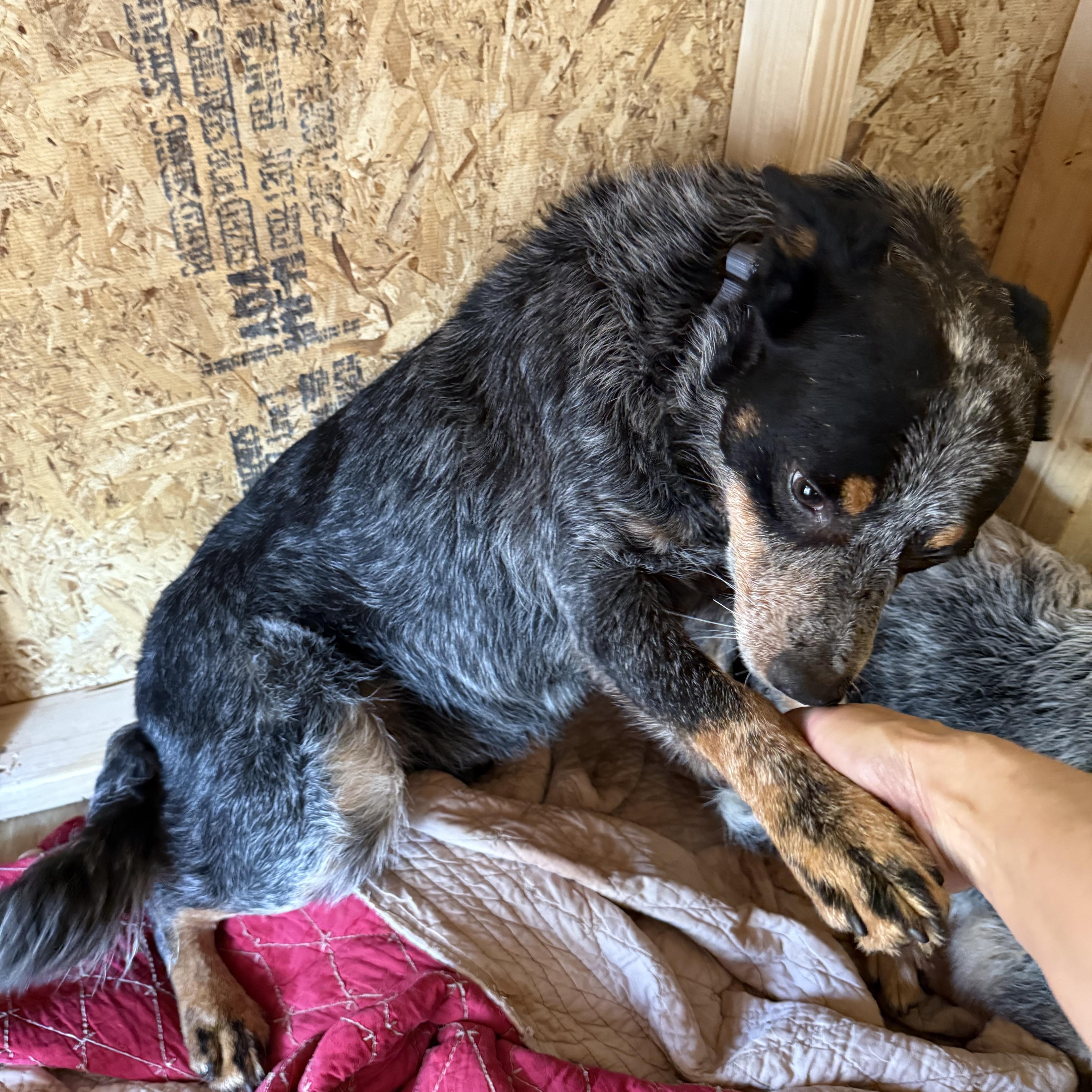 Roscoe, a ADOPTABLE Australian Cattle Dog / Blue Heeler in Folkston, GA image 1/2