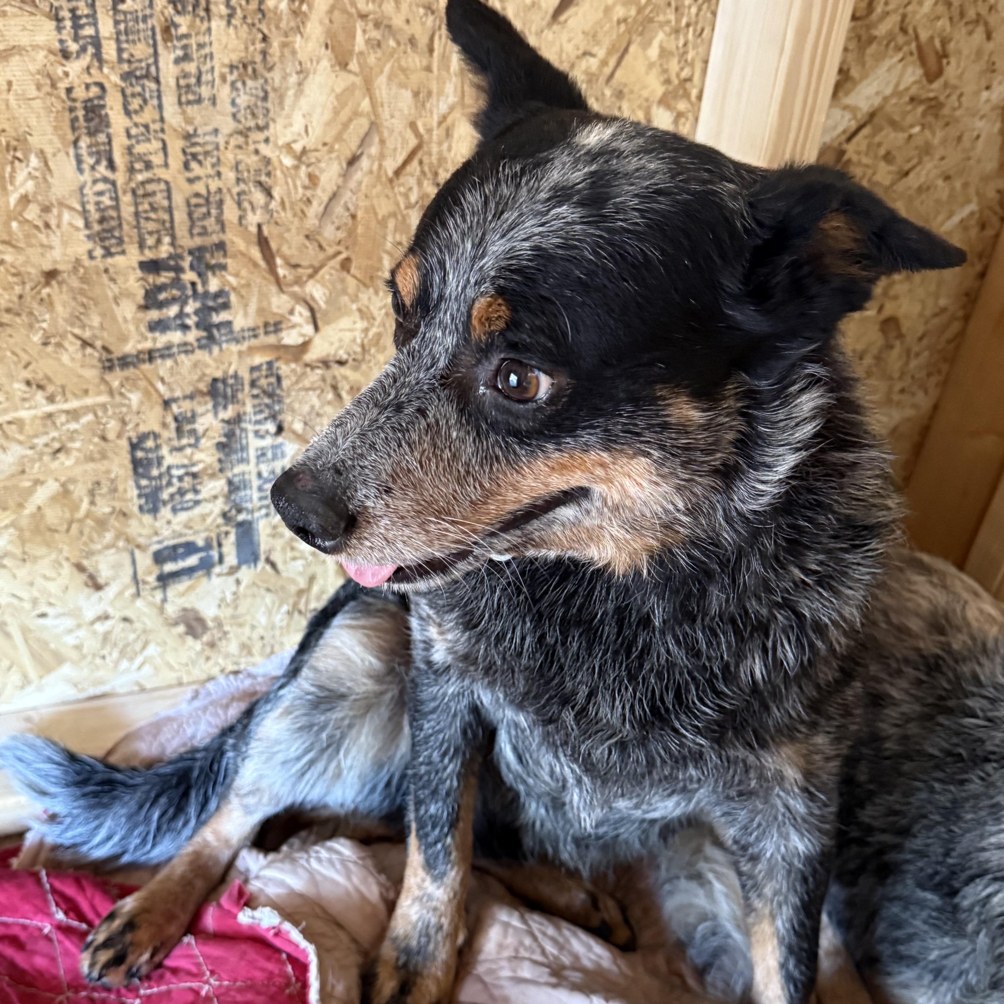 Roscoe, a ADOPTABLE Australian Cattle Dog / Blue Heeler in Folkston, GA image 2/2