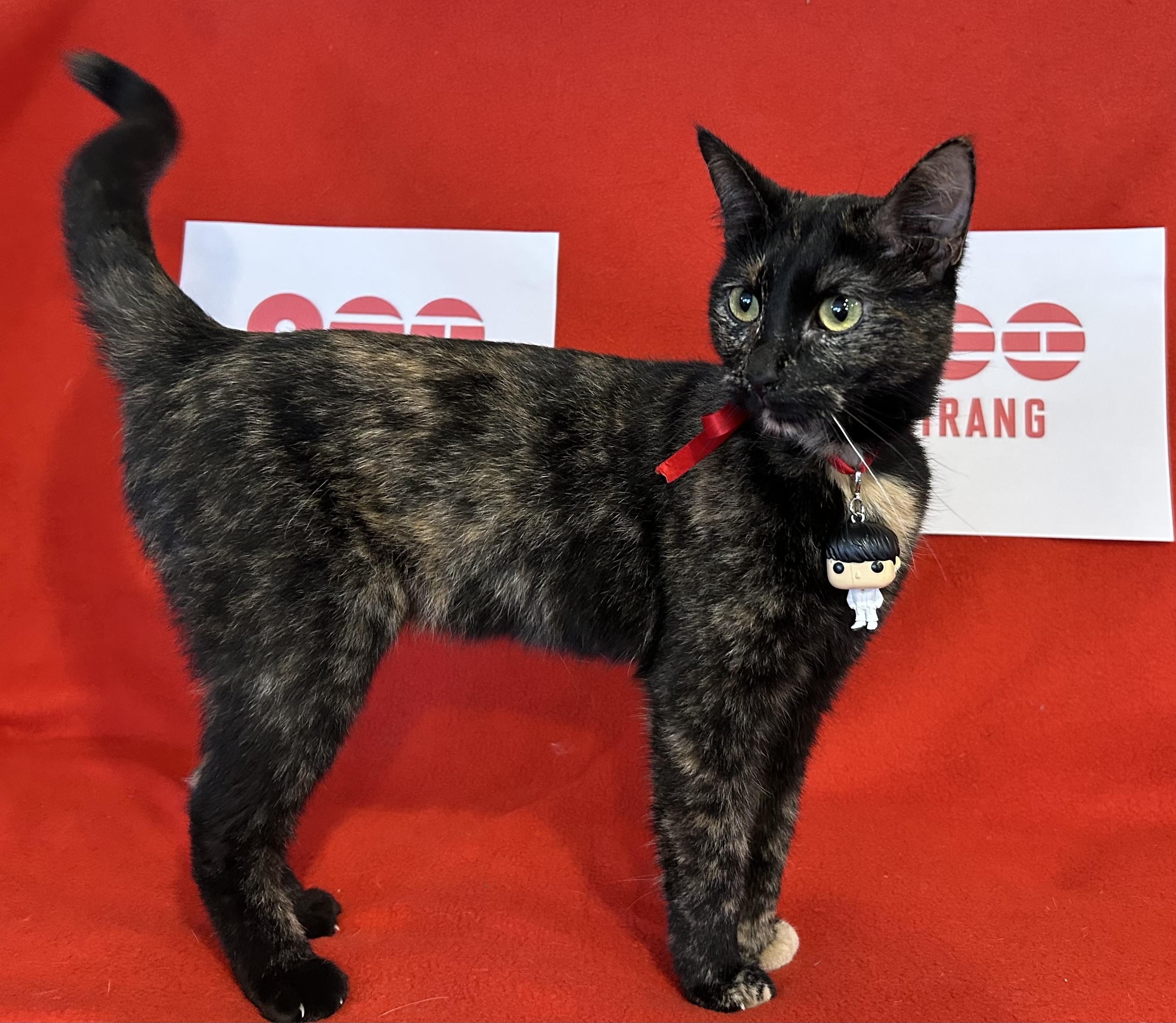 Mary Kate, Adoptable, Young Female Domestic Short Hair.