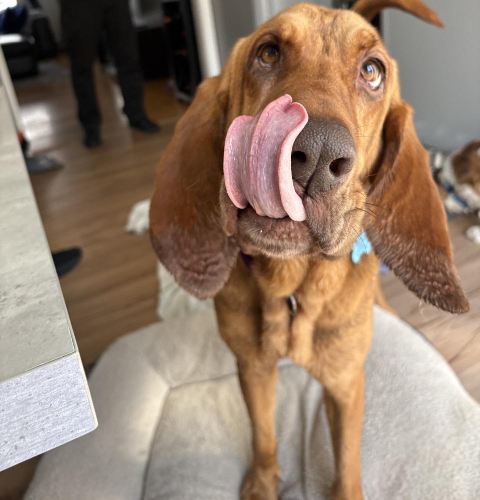 Agnes, Adopted, Young Female Bloodhound.