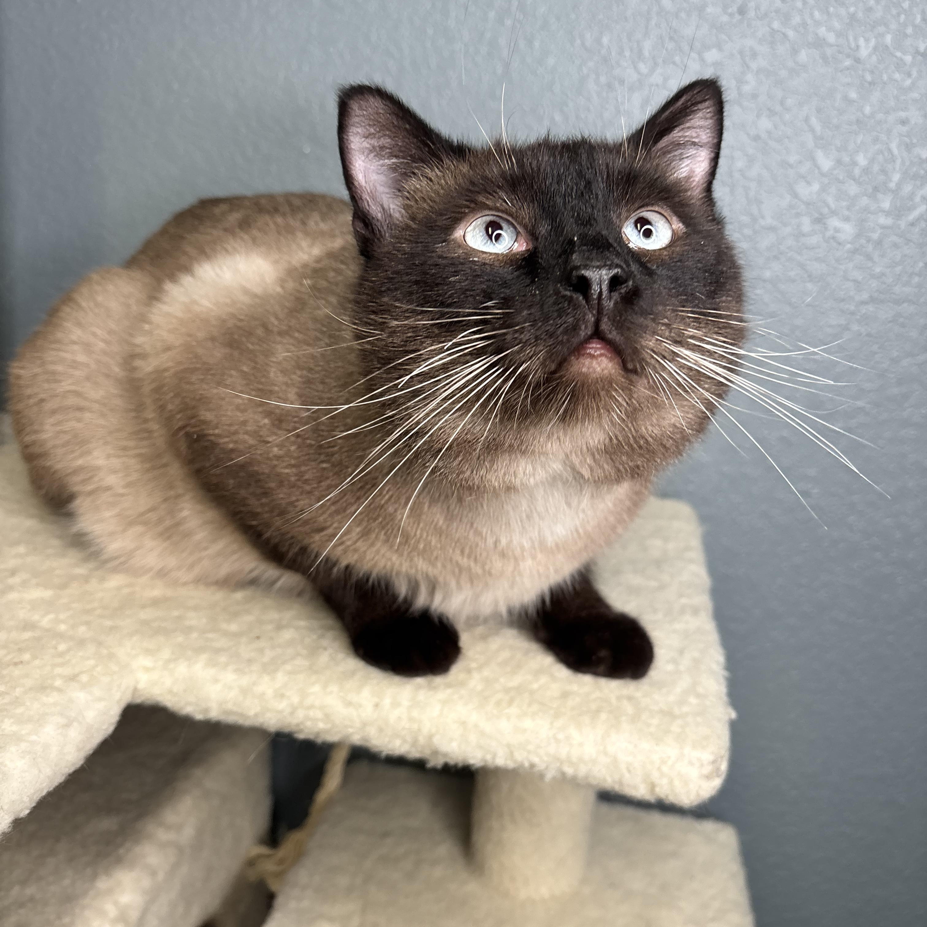 Rockstar, Adopted, Adult Male Siamese.