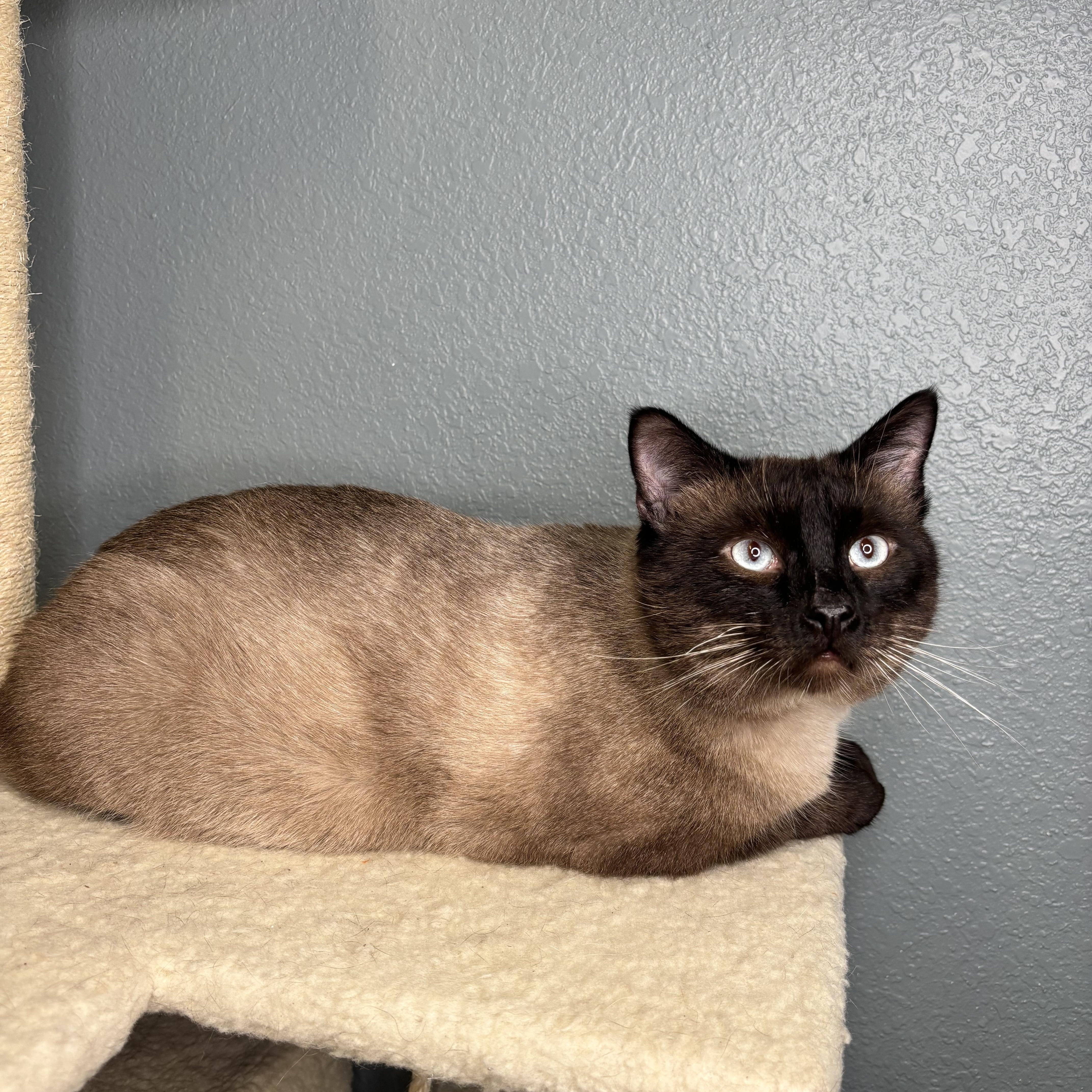 Enlarge Rockstar, a Adopted Siamese in Newton, IL image 2/5