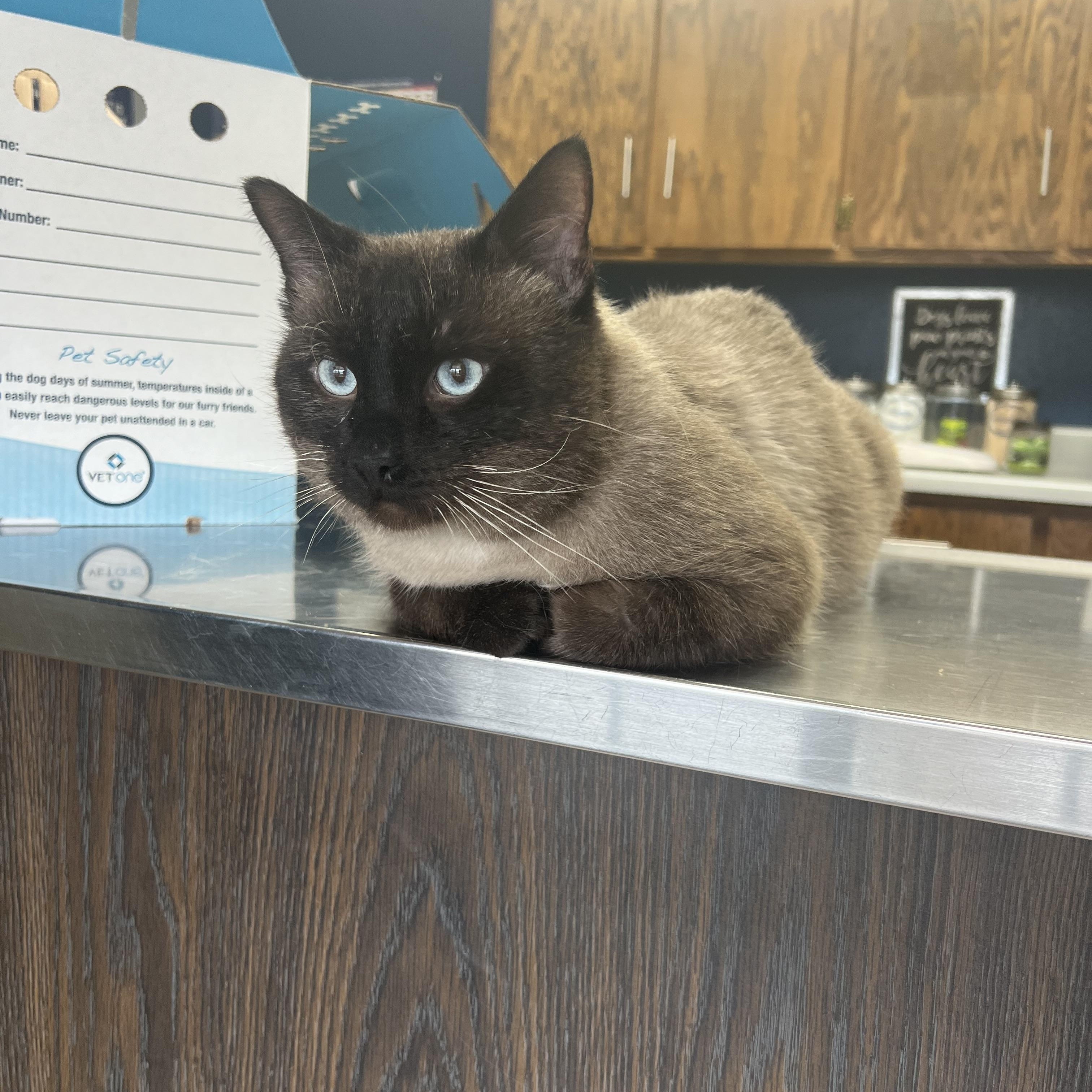 Enlarge Rockstar, a Adopted Siamese in Newton, IL image 3/5