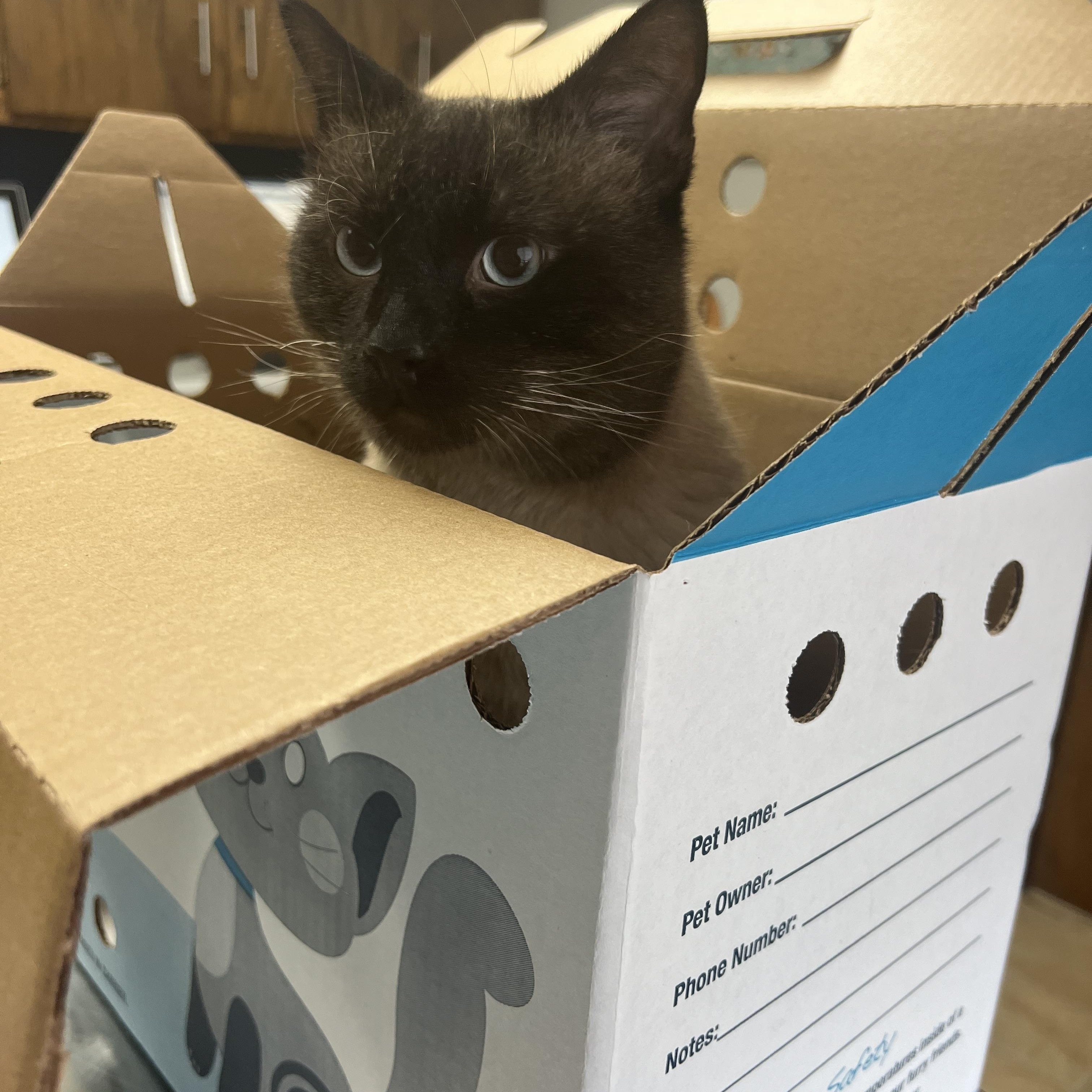 Enlarge Rockstar, a Adopted Siamese in Newton, IL image 4/5