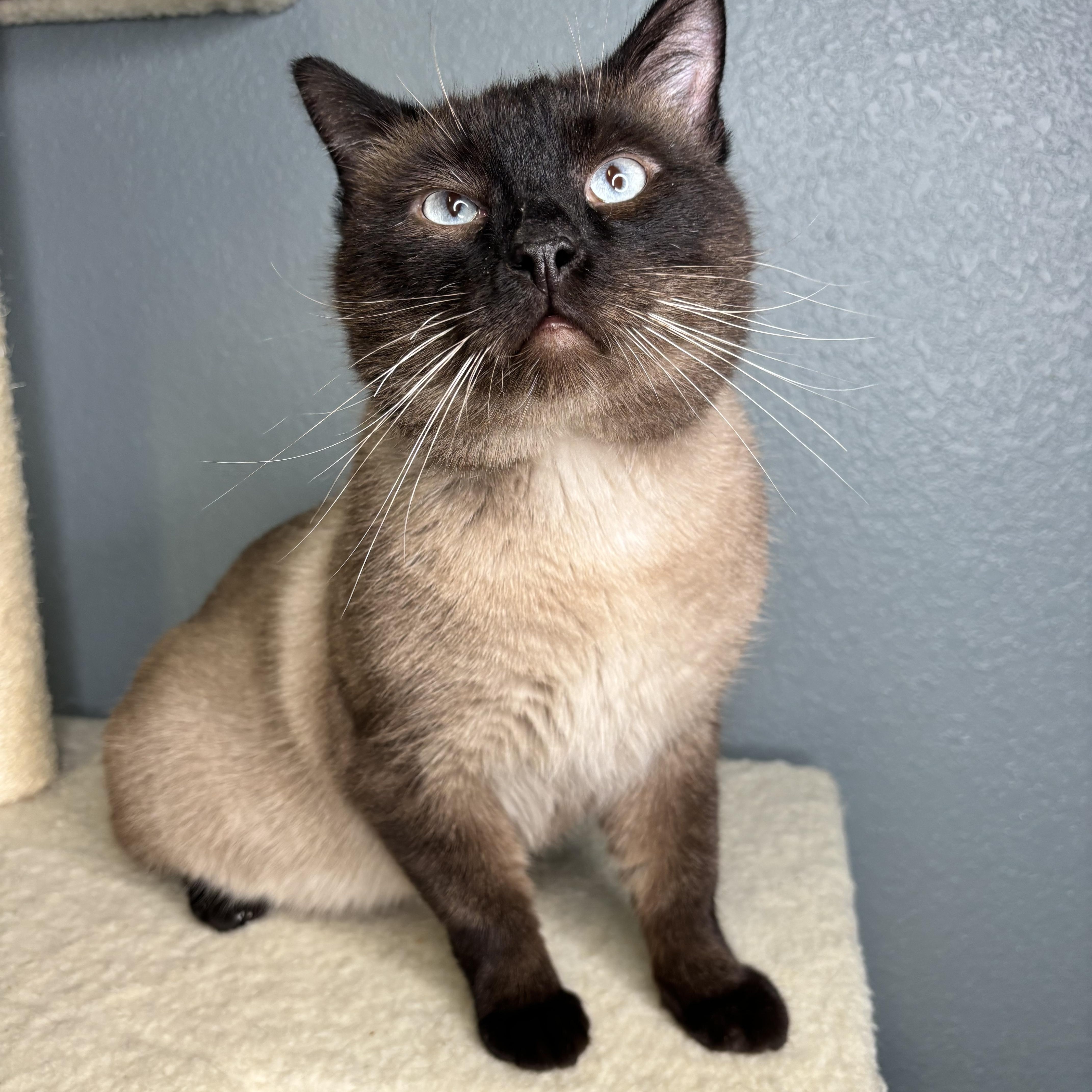 Enlarge Rockstar, a Adopted Siamese in Newton, IL image 5/5