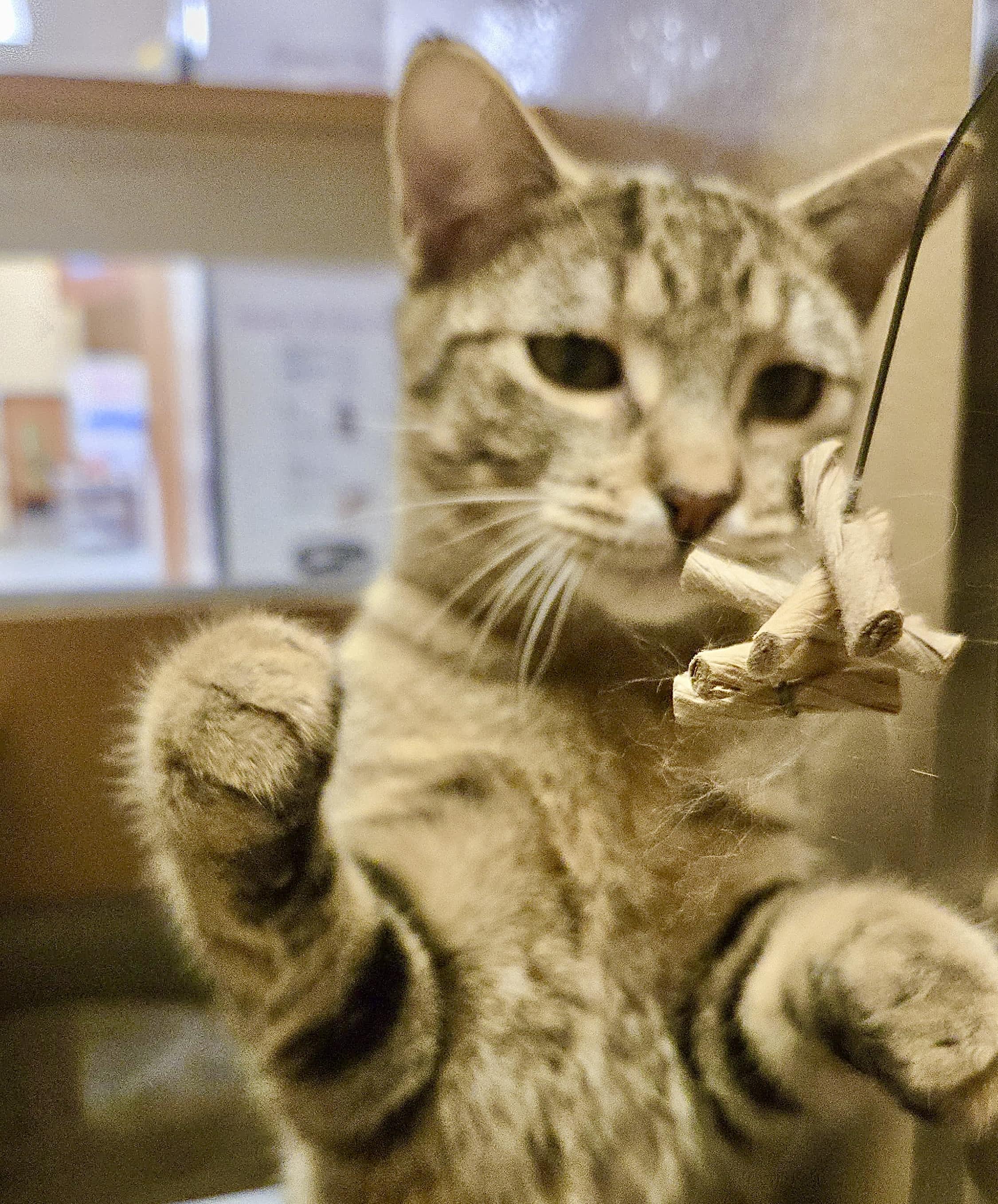 Pineapple, a ADOPTABLE mixed breed in Toronto, ON image 1/6