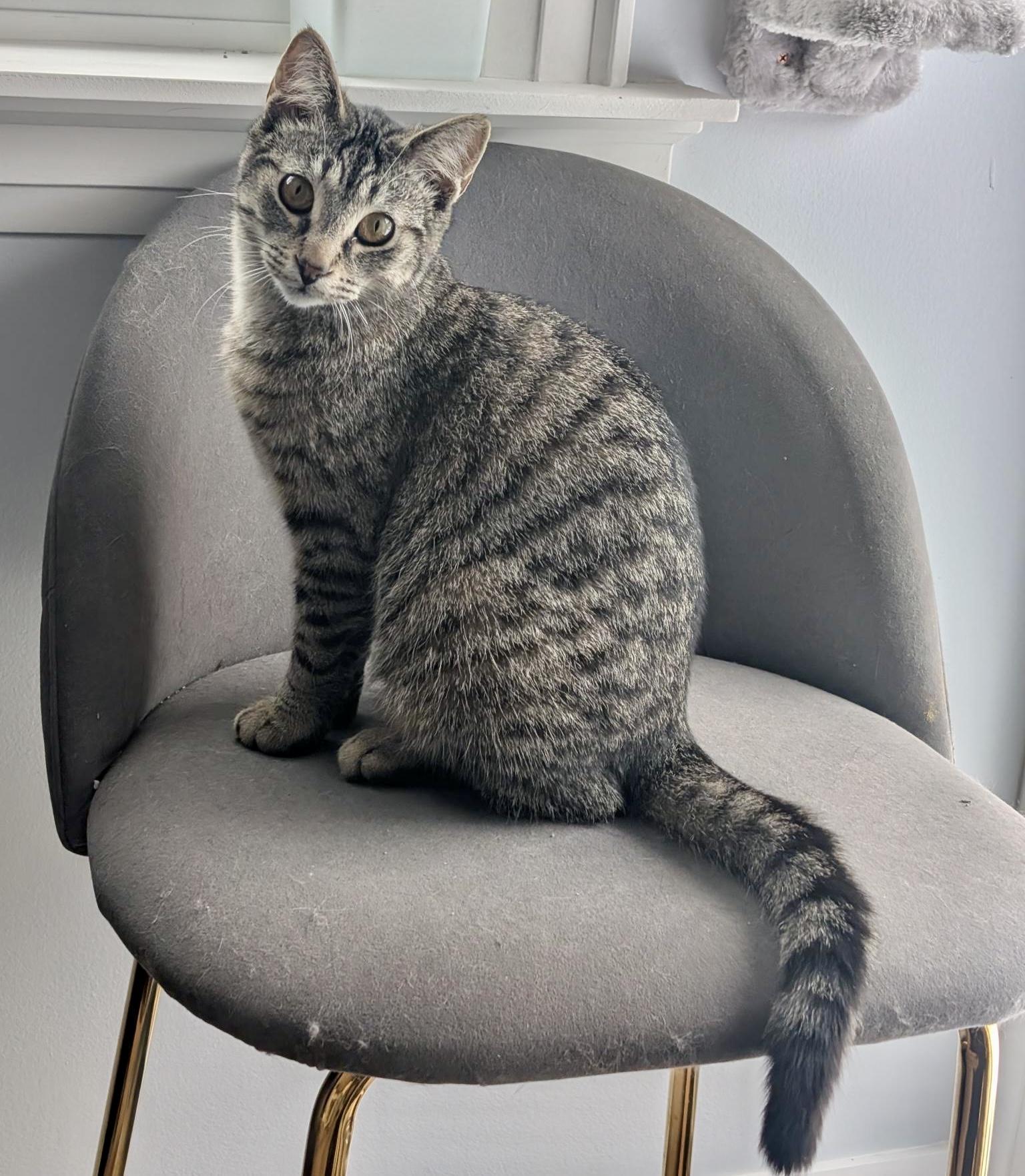 Pineapple, a ADOPTABLE mixed breed in Toronto, ON image 5/6