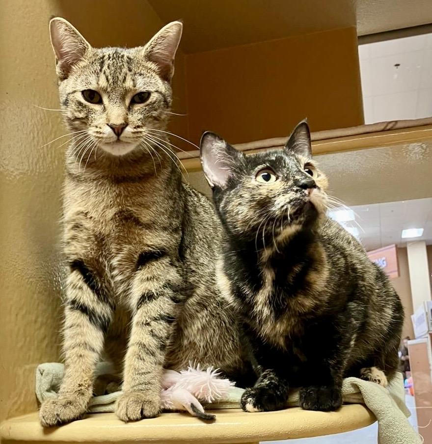 Pineapple, a ADOPTABLE mixed breed in Toronto, ON image 6/6