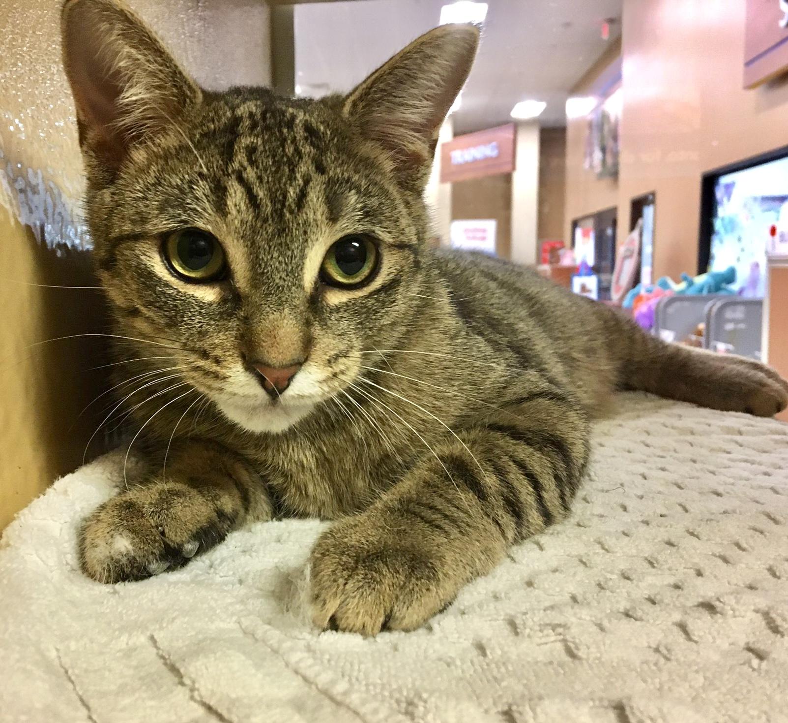 Pineapple, a ADOPTABLE mixed breed in Toronto, ON image 2/6