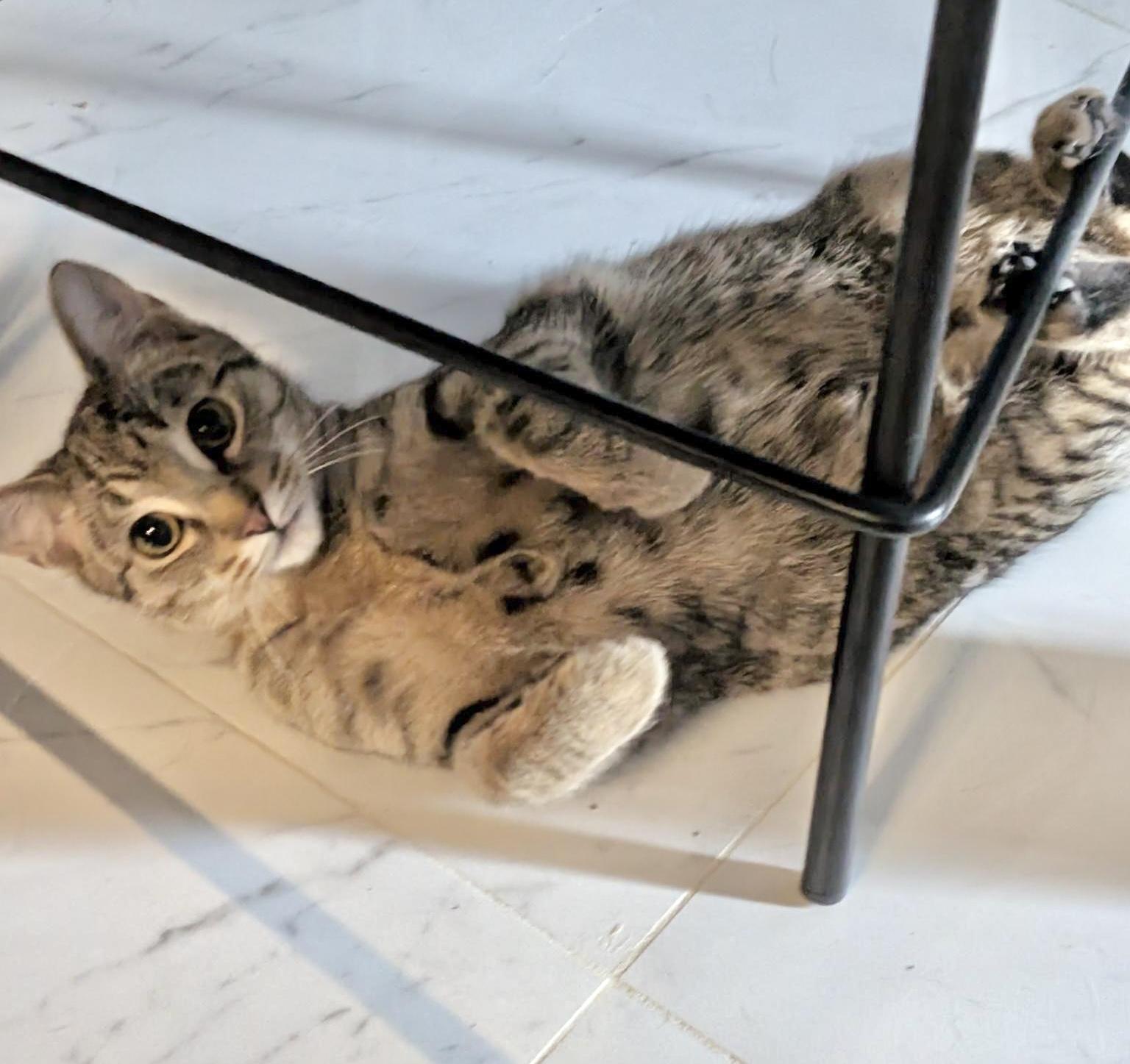 Pineapple, a ADOPTABLE mixed breed in Toronto, ON image 4/6