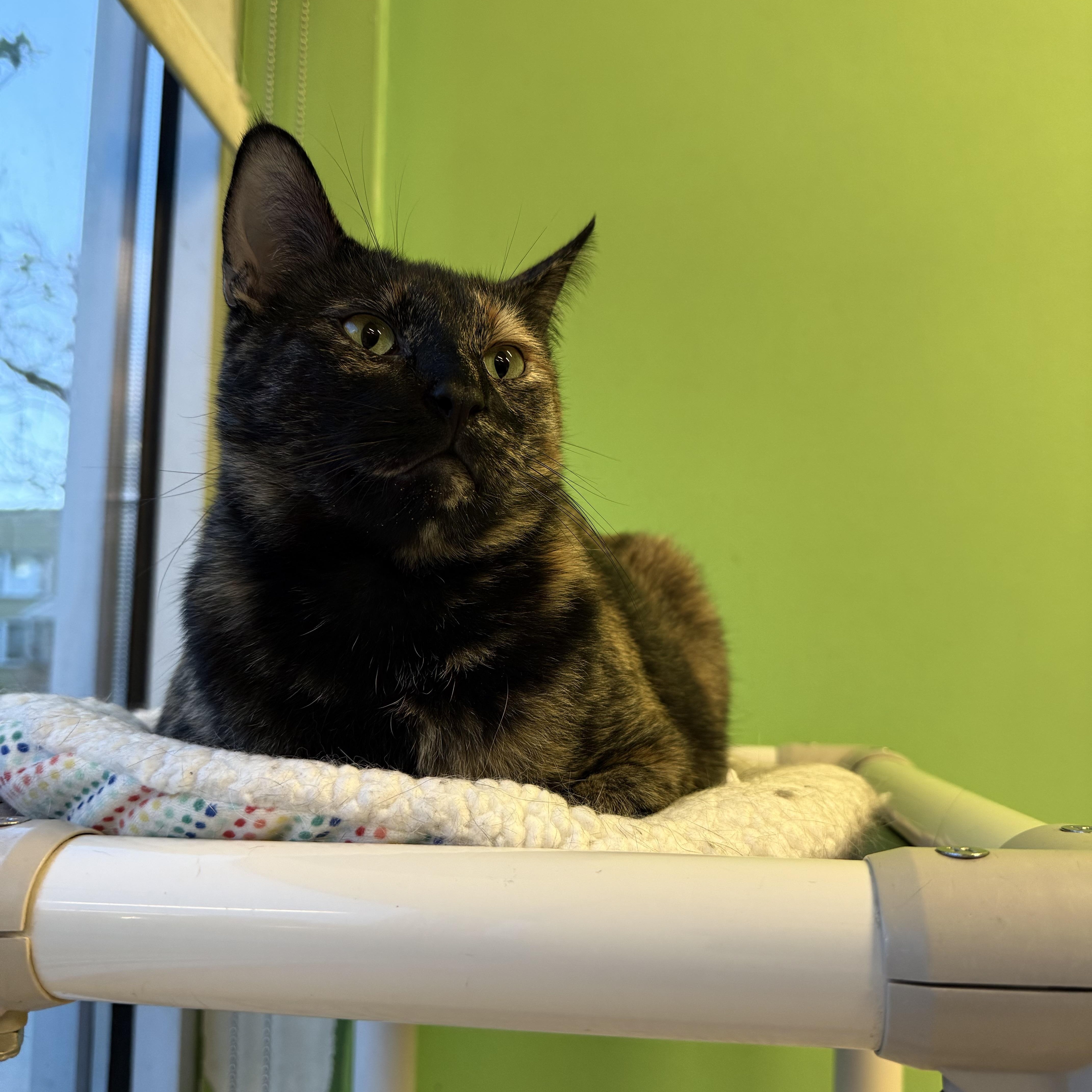 Phaedra, a Adoptable Domestic Short Hair in Chicago, IL image 3/4