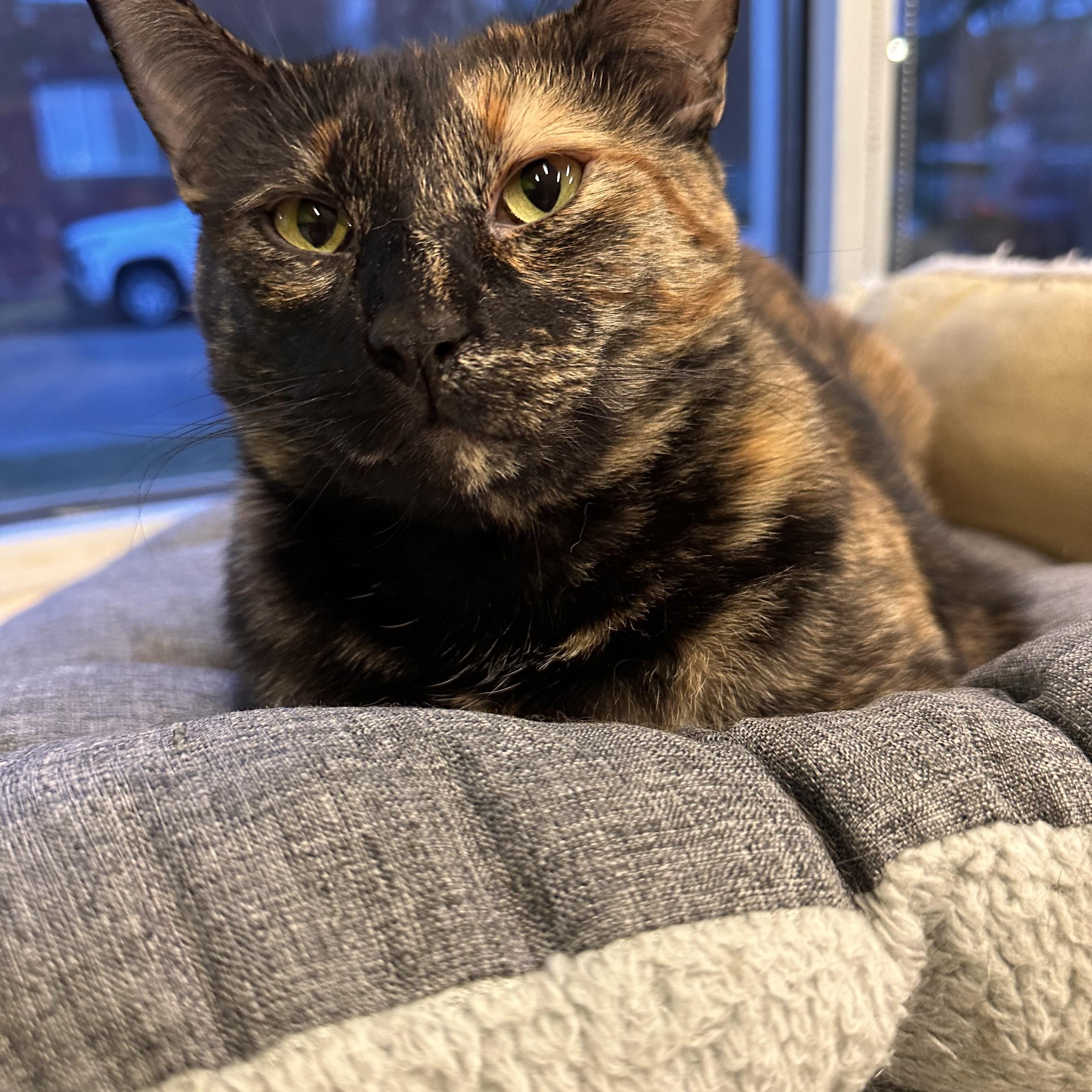 Phaedra, a Adoptable Domestic Short Hair in Chicago, IL image 4/4