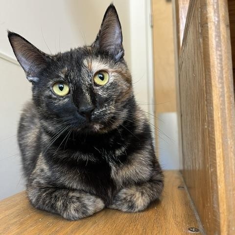 Phaedra, a Adoptable Domestic Short Hair in Chicago, IL image 1/4