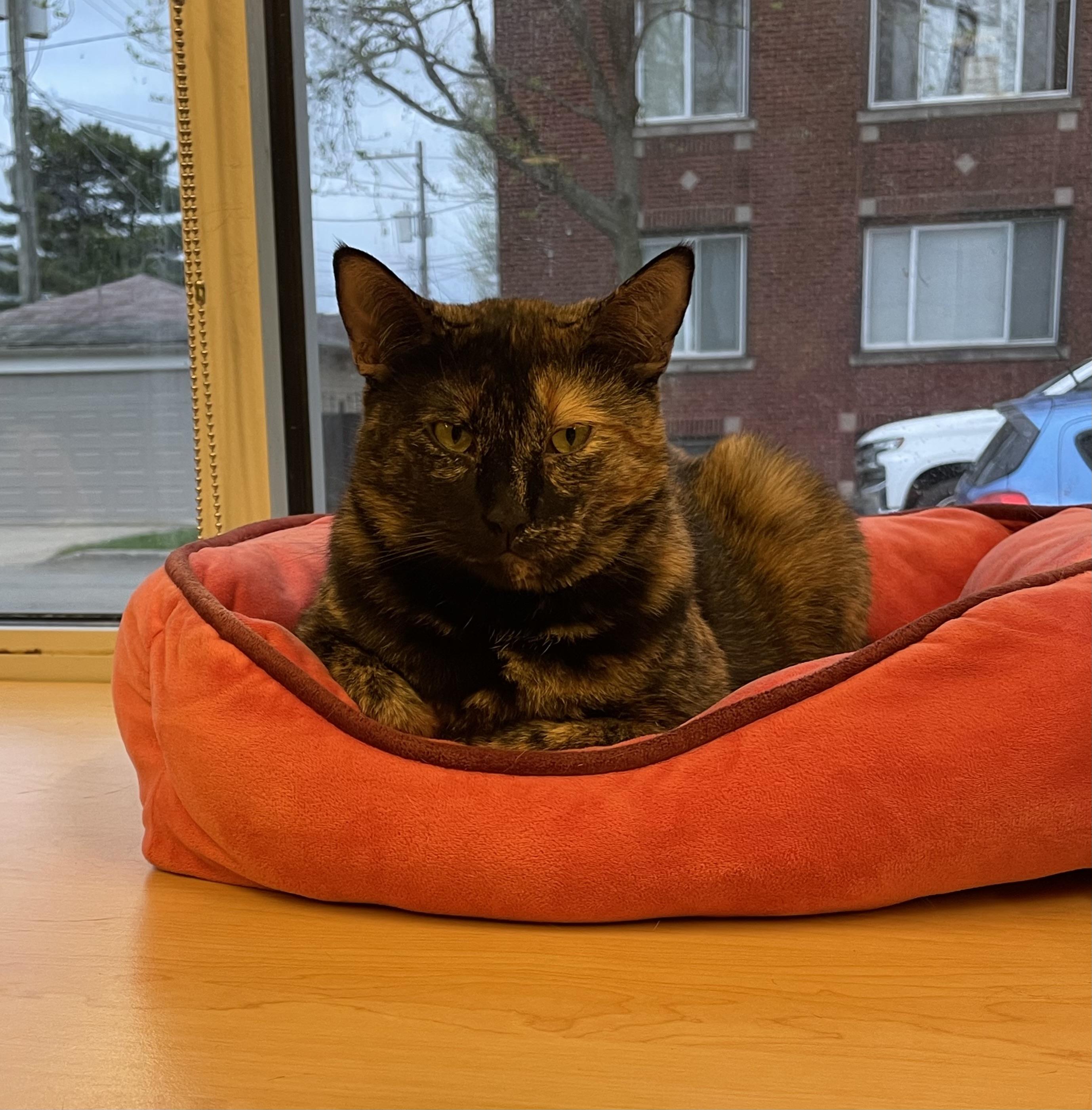 Phaedra, a Adoptable Domestic Short Hair in Chicago, IL image 2/4