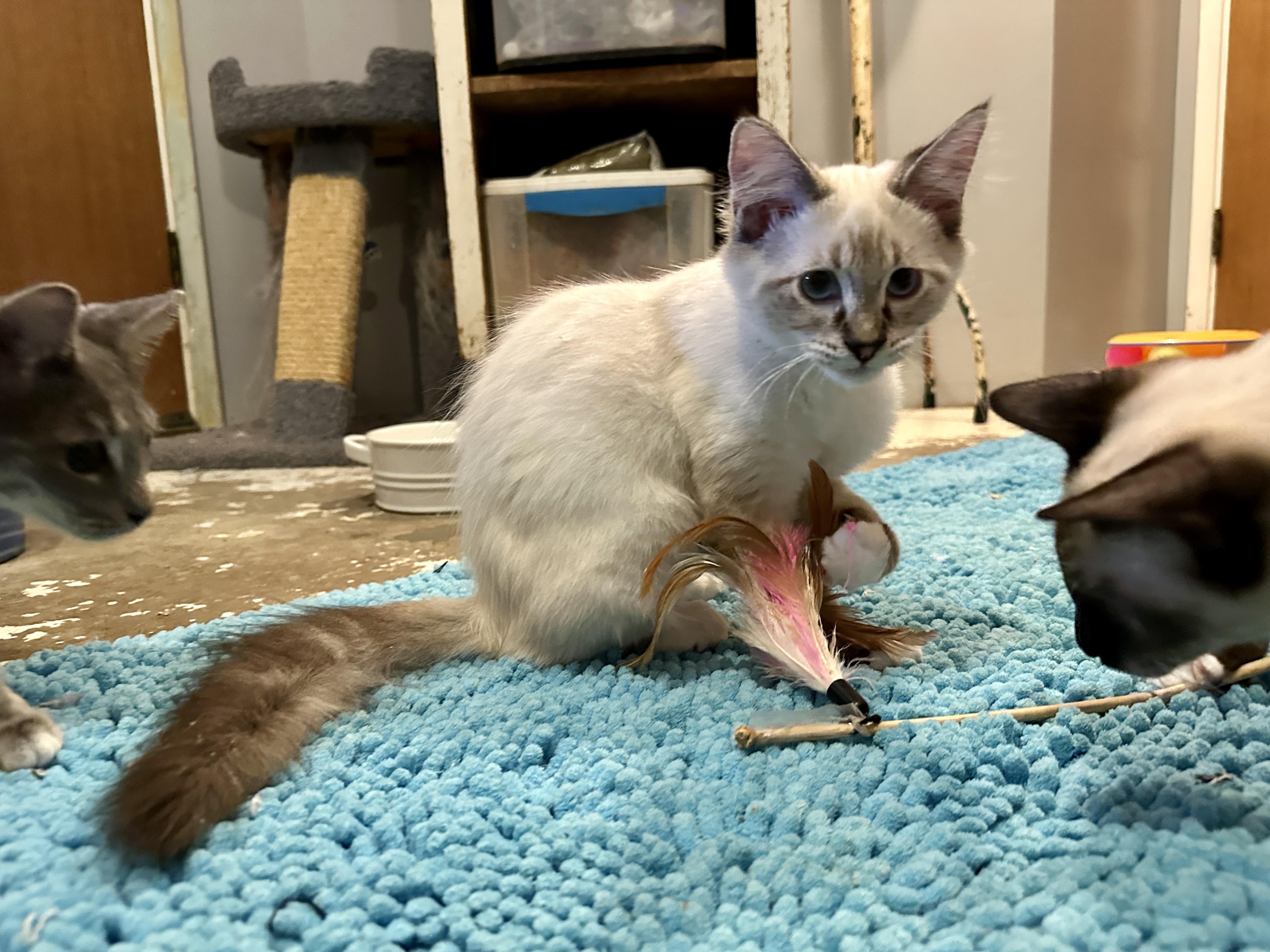 Winnie, Adopted, Kitten Female Ragdoll & Siamese.