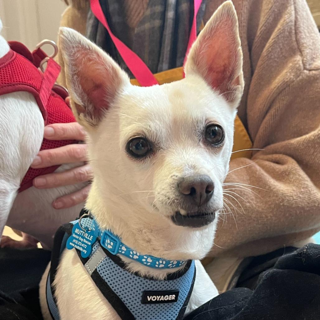 Enlarge Meander 13748, a Adoptable Chihuahua in San Francisco, CA image 1/6