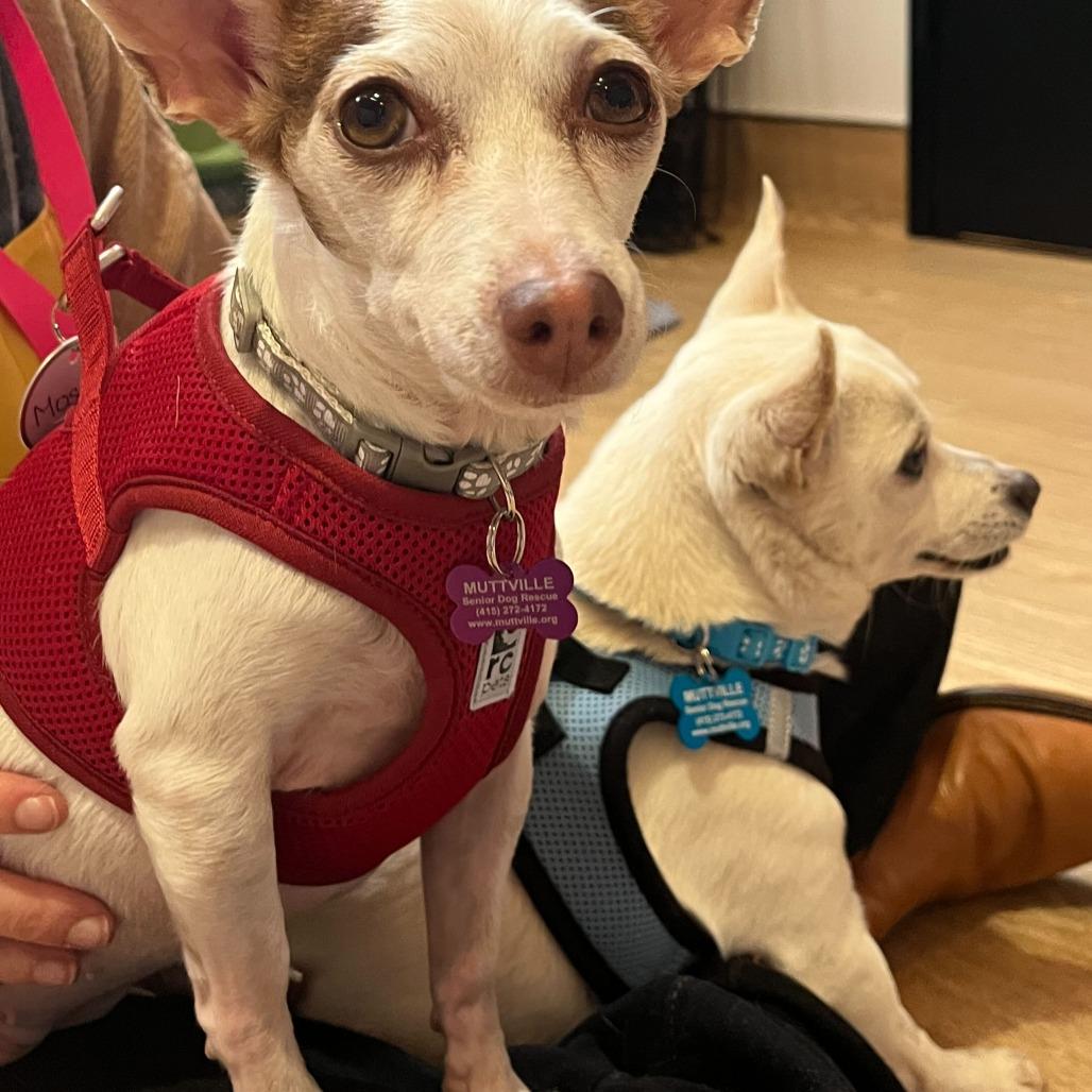 Enlarge Meander 13748, a Adoptable Chihuahua in San Francisco, CA image 2/6