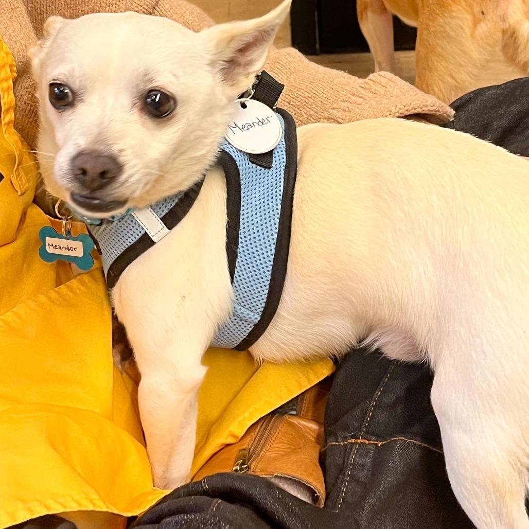 Enlarge Meander 13748, a Adoptable Chihuahua in San Francisco, CA image 3/6