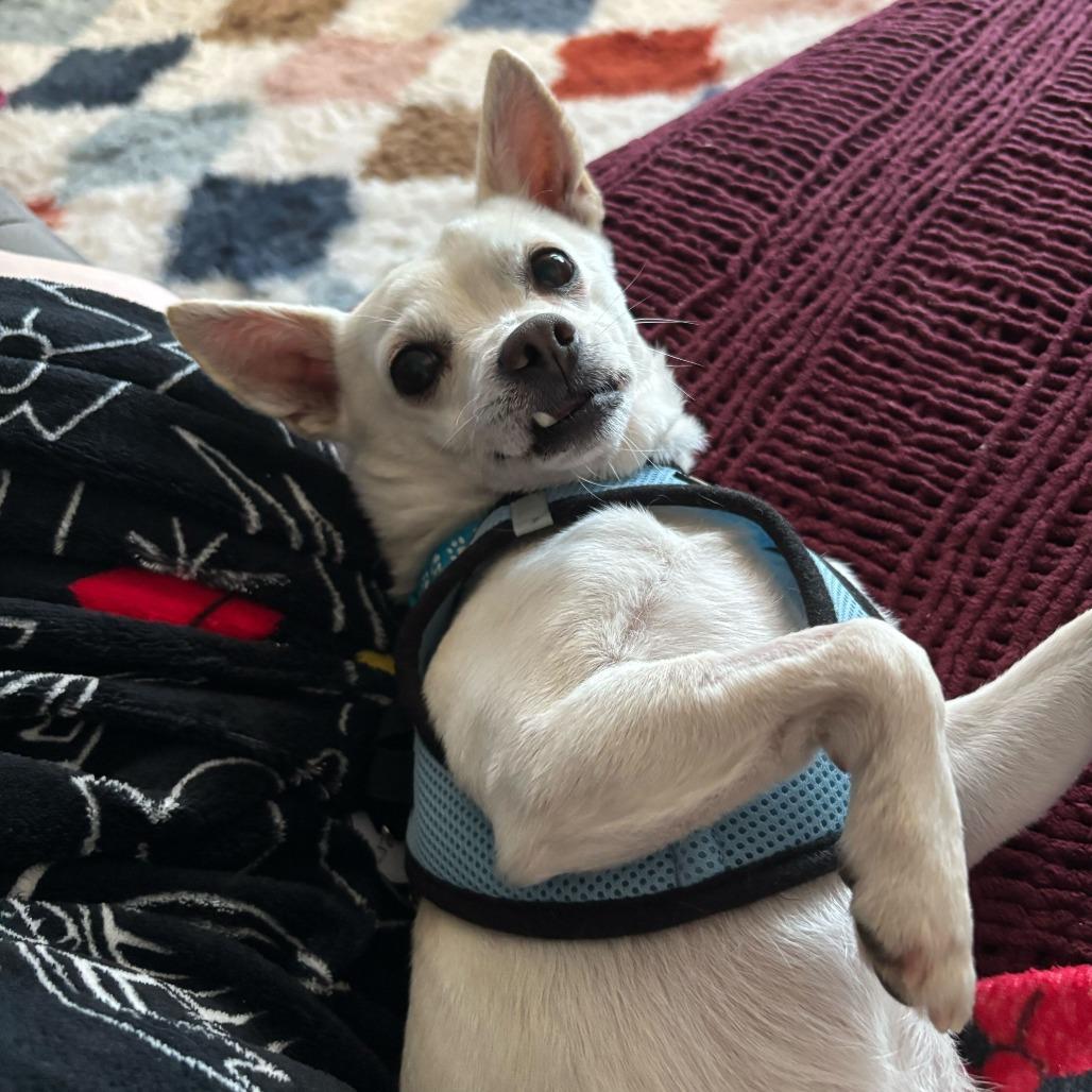 Enlarge Meander 13748, a Adoptable Chihuahua in San Francisco, CA image 4/6