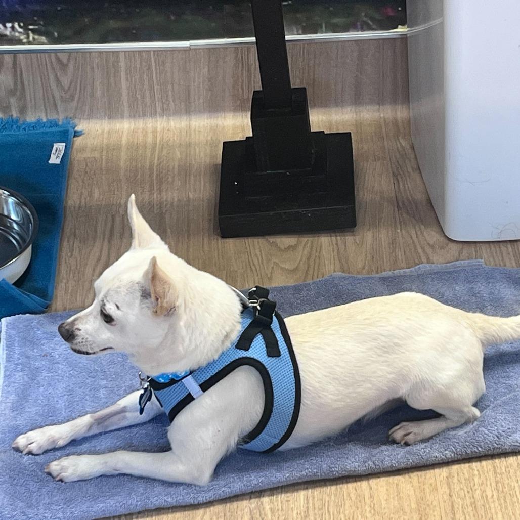 Enlarge Meander 13748, a Adoptable Chihuahua in San Francisco, CA image 5/6