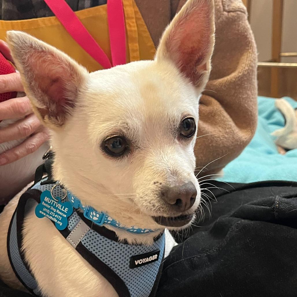 Enlarge Meander 13748, a Adoptable Chihuahua in San Francisco, CA image 6/6