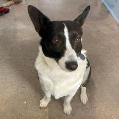 Enlarge Bailey, an adopted mixed breed in Green Valley, AZ image 1/1
