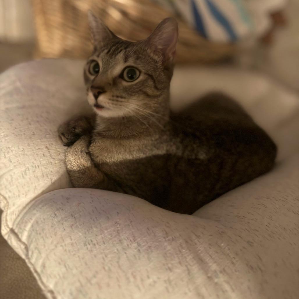 Enlarge Hazel C10352, a Adoptable Domestic Short Hair in Princeton, MN image 2/6