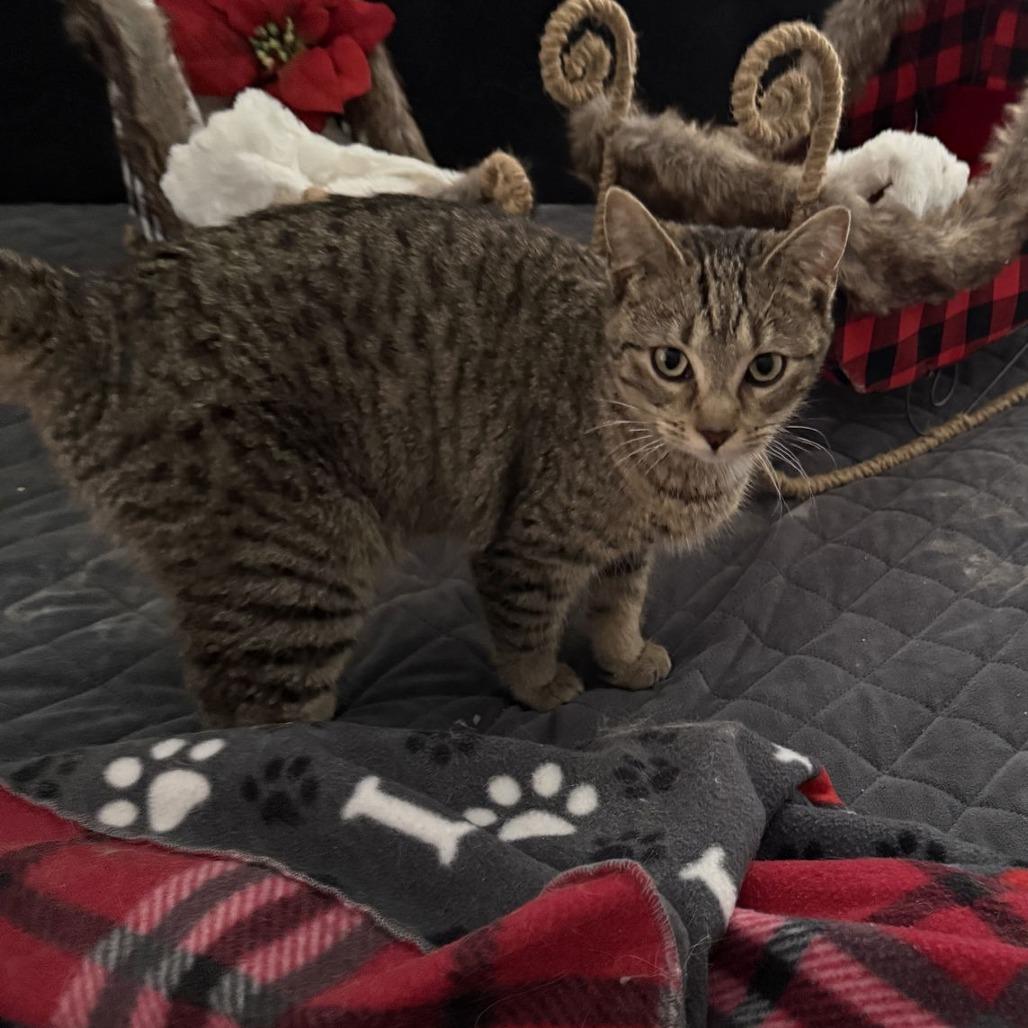 Enlarge Hazel C10352, a Adoptable Domestic Short Hair in Princeton, MN image 3/6