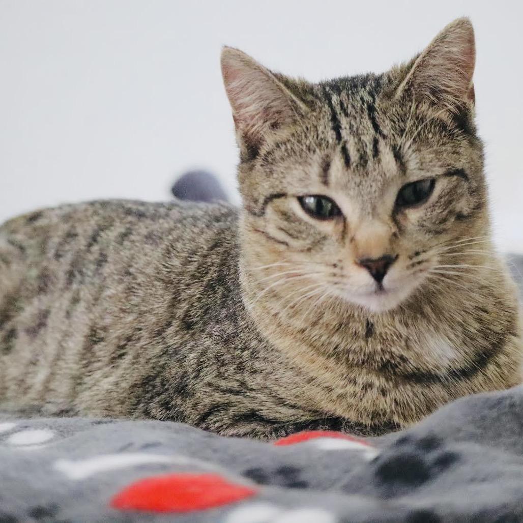 Enlarge Hazel C10352, a Adoptable Domestic Short Hair in Princeton, MN image 4/6