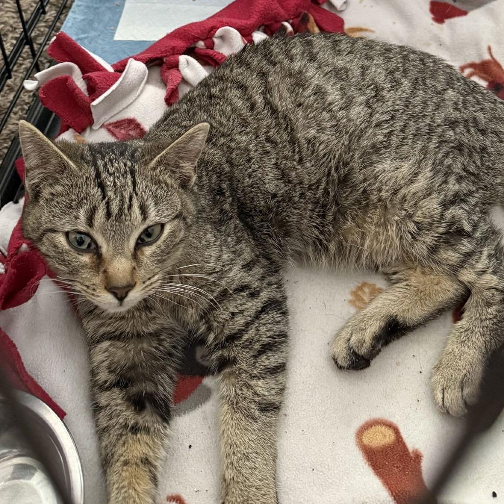 Enlarge Hazel C10352, a Adoptable Domestic Short Hair in Princeton, MN image 5/6