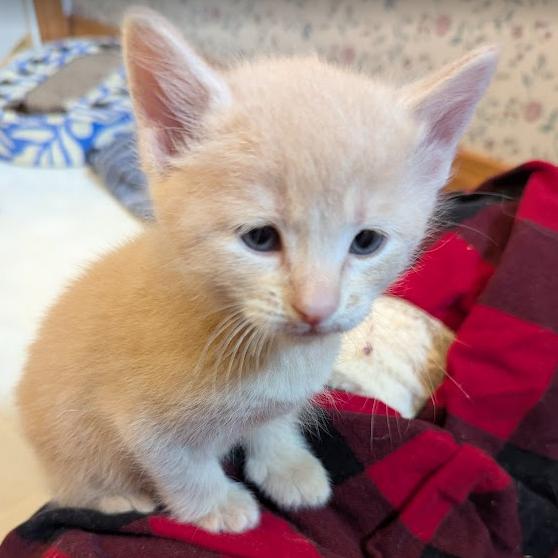 Clyde, a Adoptable Domestic Short Hair in Hailey, ID image 1/6