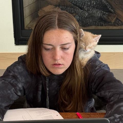 Clyde, a Adoptable Domestic Short Hair in Hailey, ID image 2/6
