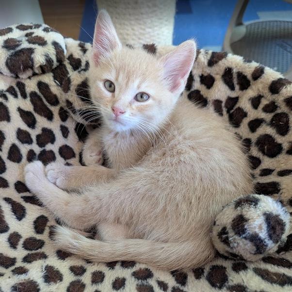 Clyde, a Adoptable Domestic Short Hair in Hailey, ID image 3/6