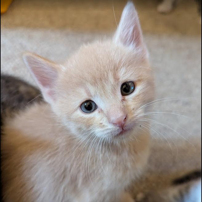 Clyde, a Adoptable Domestic Short Hair in Hailey, ID image 4/6