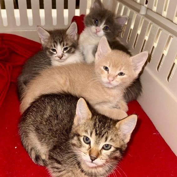 Clyde, a Adoptable Domestic Short Hair in Hailey, ID image 5/6