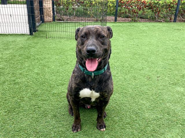 EDMUND, Adoptable, Adult Male Pit Bull Terrier.