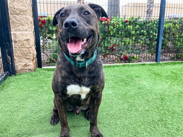 EDMUND, Adoptable, Adult Male Pit Bull Terrier.