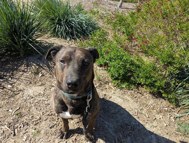 EDMUND, Adoptable, Adult Male Pit Bull Terrier.