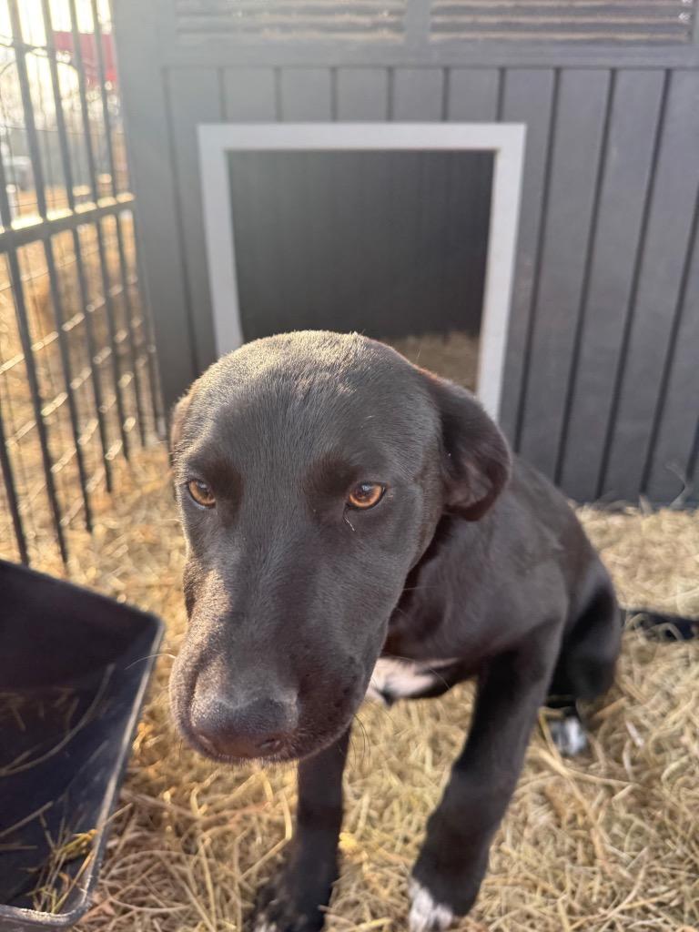 Barbara, Adoptable, Puppy Female Labrador Retriever & Mixed Breed.