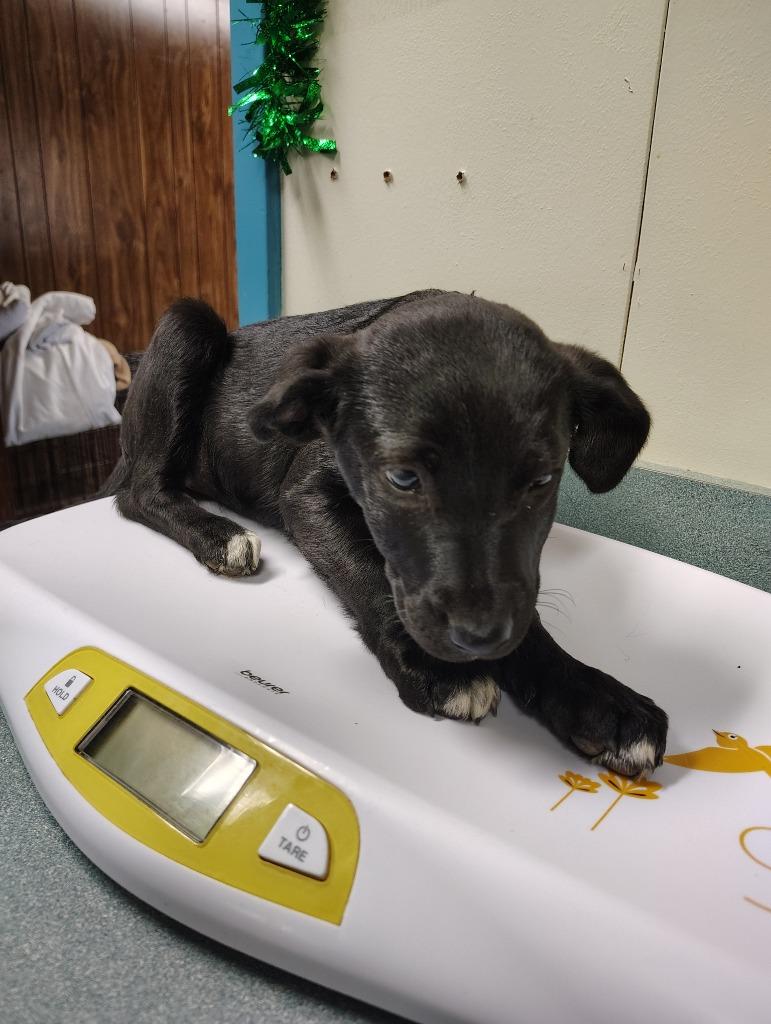 Barbara, Adoptable, Young Female Labrador Retriever & Mixed Breed.