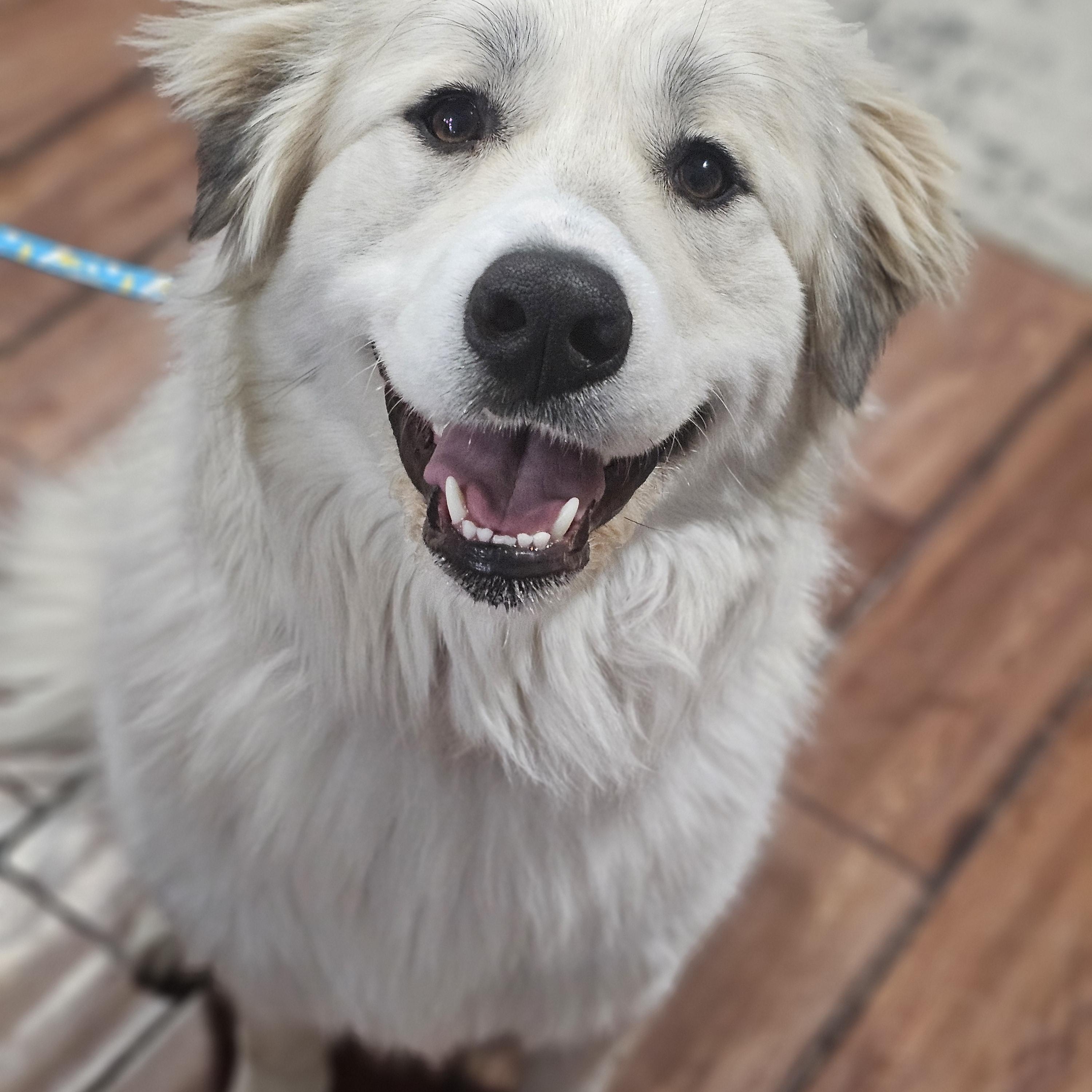 Snowball so il, Adoptable, Young Female Great Pyrenees.