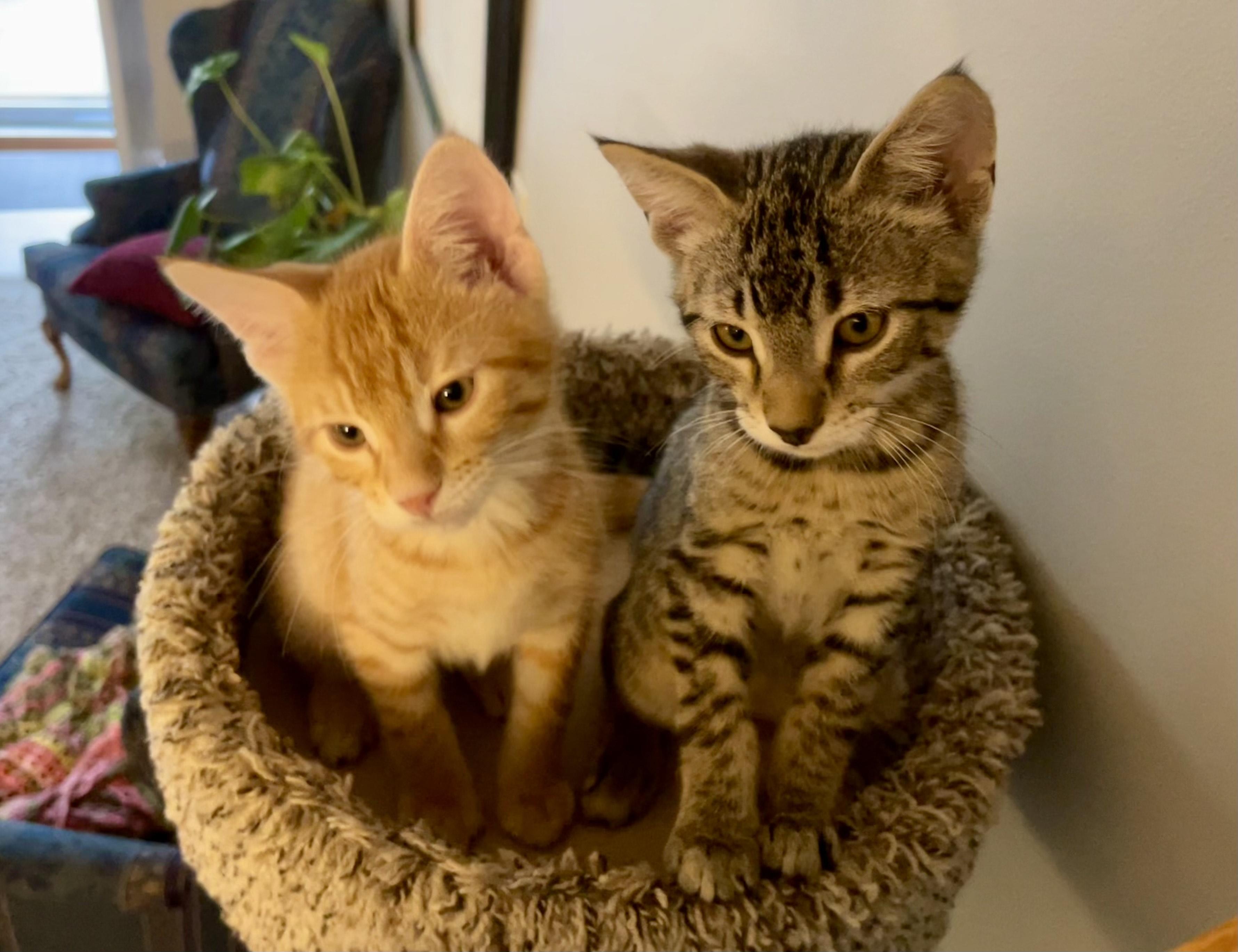 Bowie