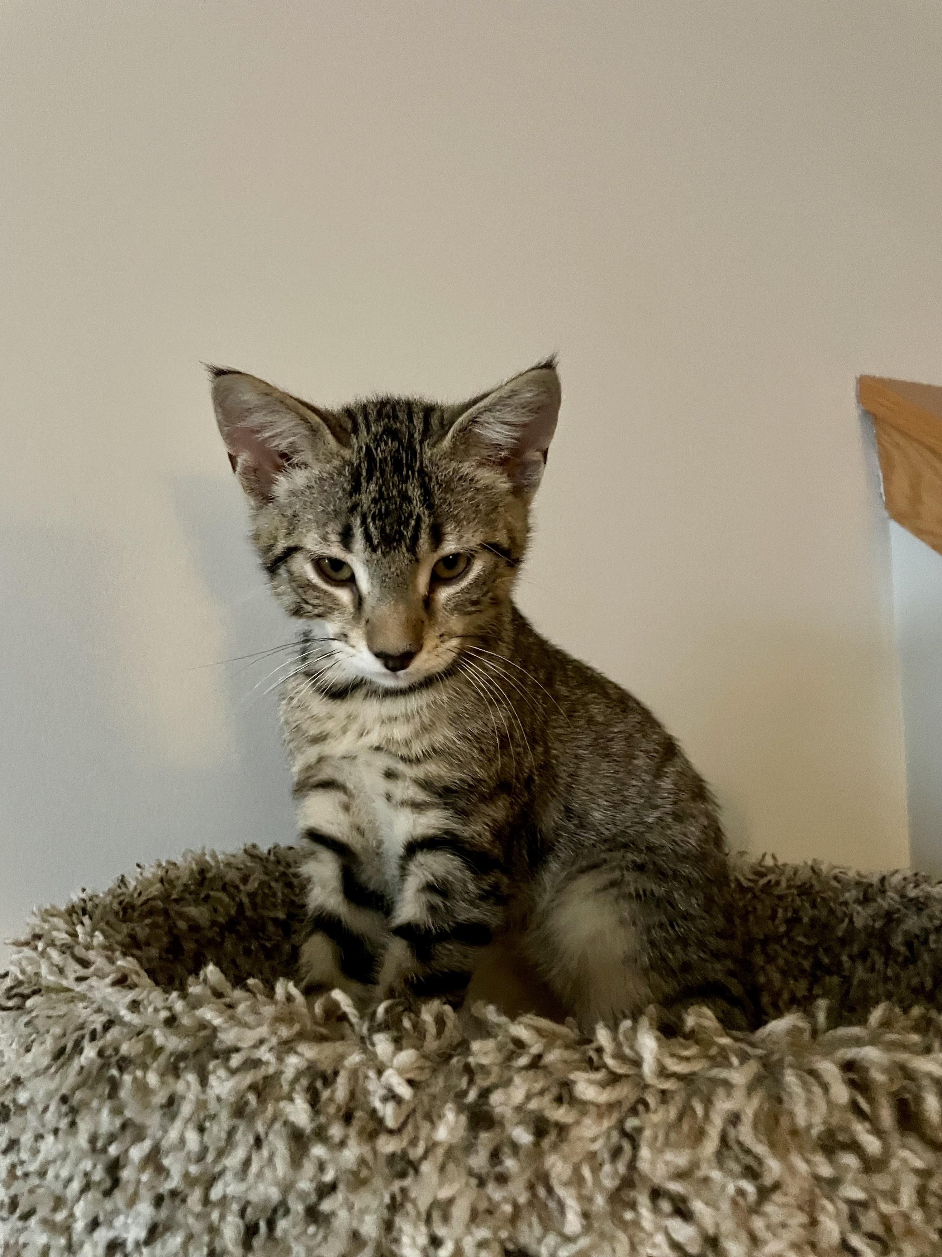 Bowie