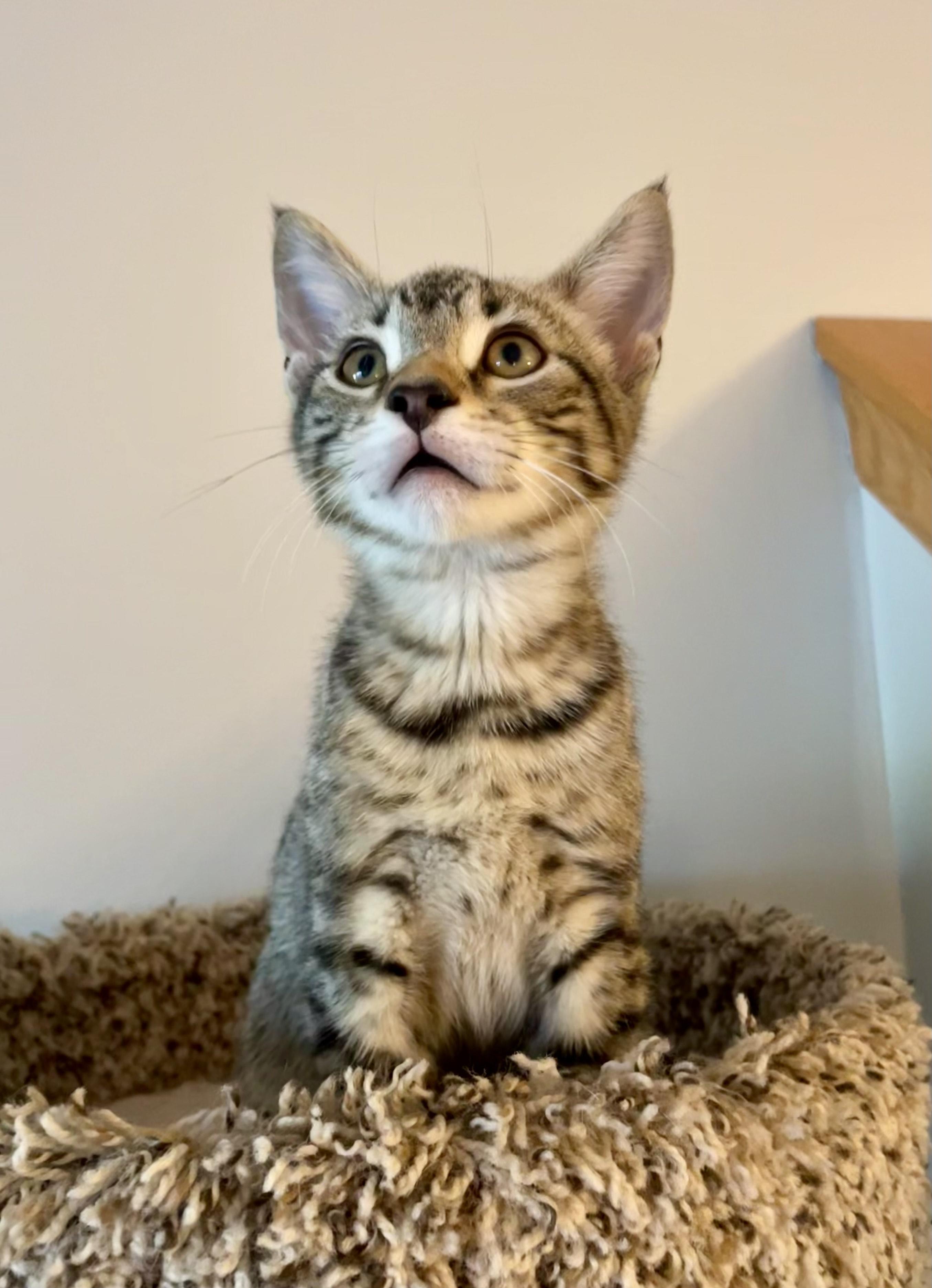 Bowie
