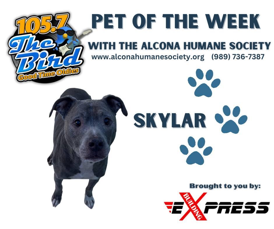 Enlarge Skylar, a ADOPTABLE Pit Bull Terrier in Lincoln, MI image 1/1