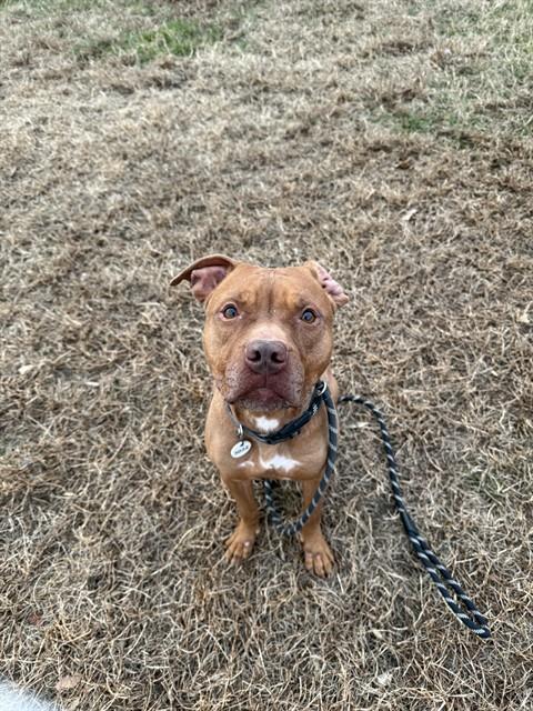 BUMBLE, Adoptable, Adult Female Terrier.