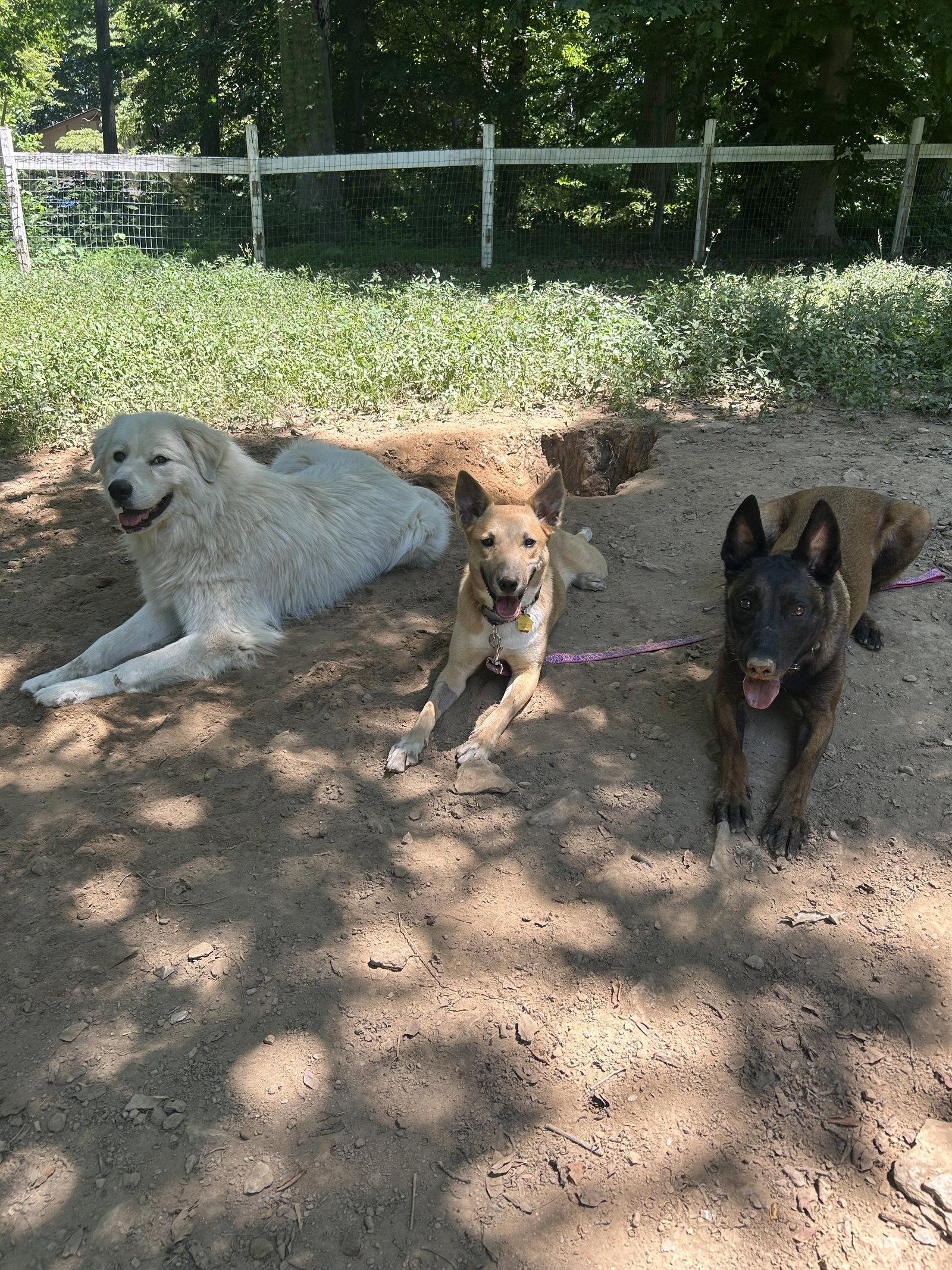 Enlarge Bonnie, a Adoptable mixed breed in Lancaster, PA image 1/3