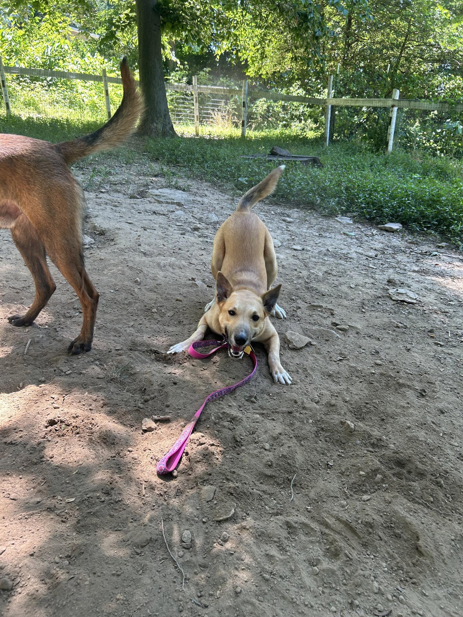 Enlarge Bonnie, a Adoptable mixed breed in Lancaster, PA image 2/3