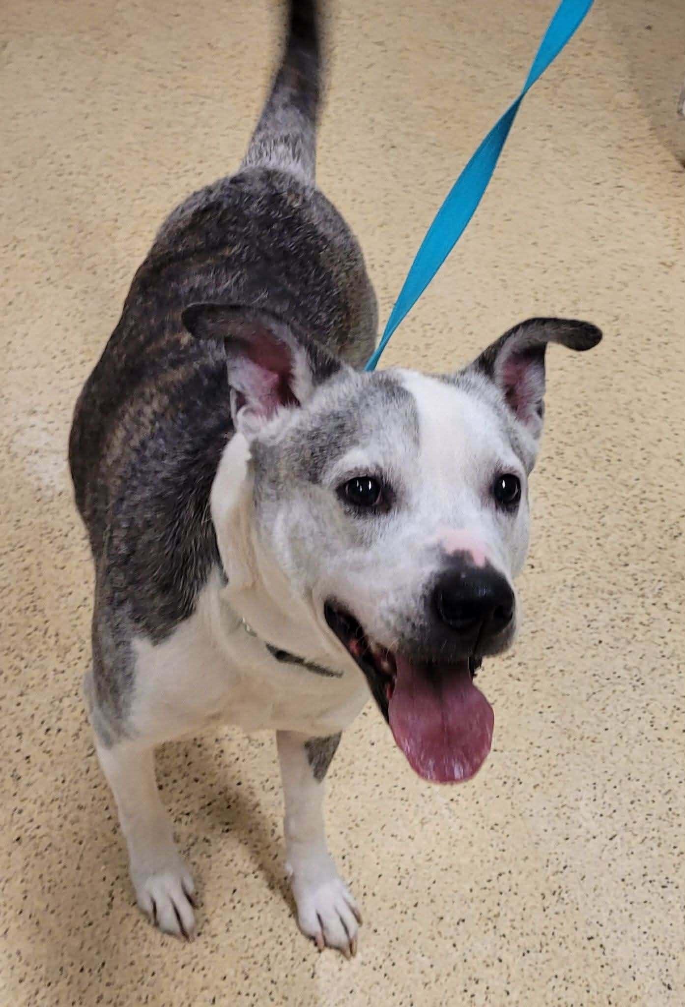 Barry — thumbnail 2