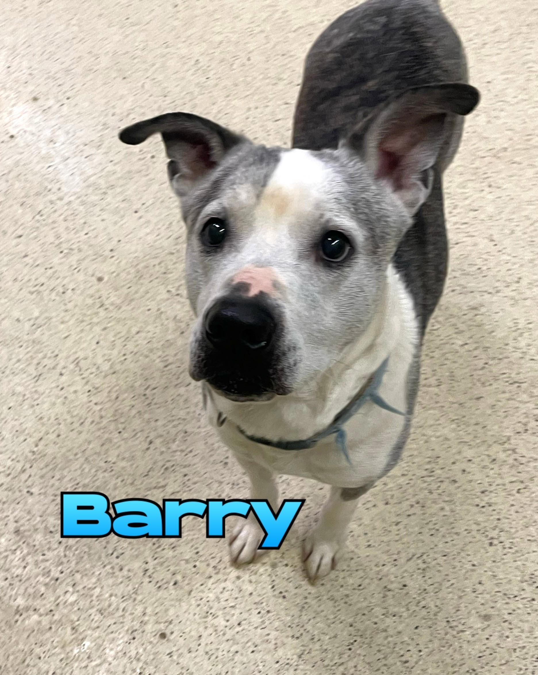 Barry — thumbnail 4